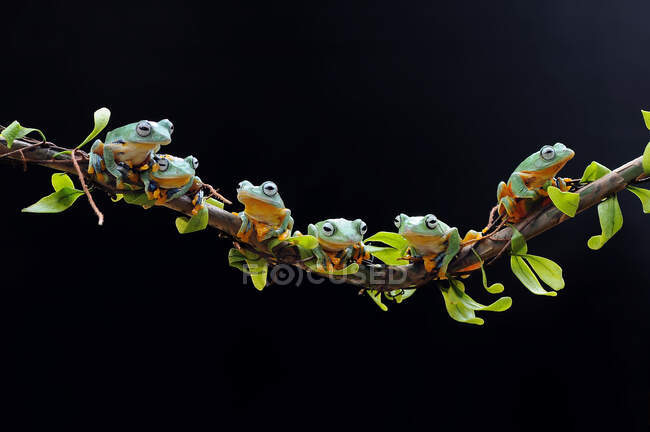 Row of dumpy tree frogs on a branch, Indonesia — Stock Photo