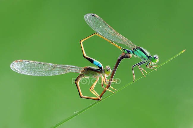 Two damselflies mating, Indonesia - foto de stock