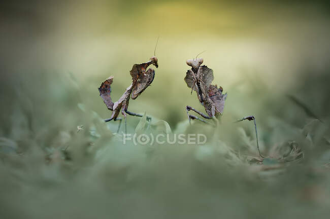 Close-up of two mantises in the grass, Indonesia - foto de stock