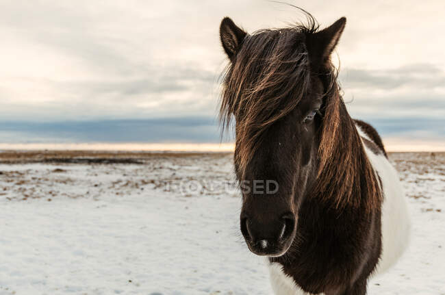 Cheval islandais debout dans un paysage enneigé, Islande — Photo de stock