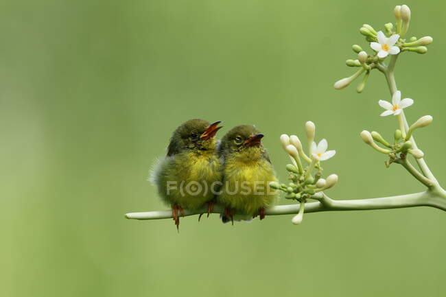 Dos Sunbird con respaldo de olivo en una rama esperando ser alimentados, Indonesia - foto de stock