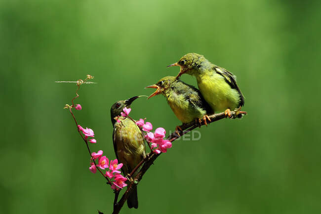 Olive-Backed Sunbird feeding her chicks, Indonesia — Stock Photo