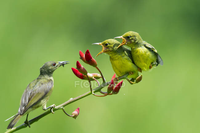Sunbird con respaldo de olivo alimentando a sus polluelos, Indonesia - foto de stock