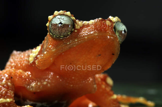 Retrato de cerca de una rana arbórea perlada, Indonesia - foto de stock