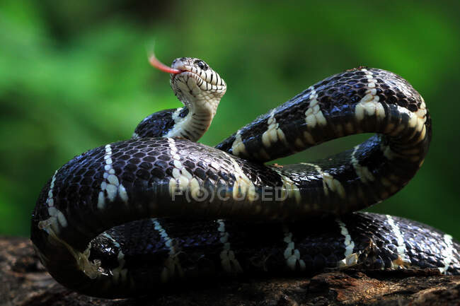 Boiga snake ready strike, Indonesia — Foto stock
