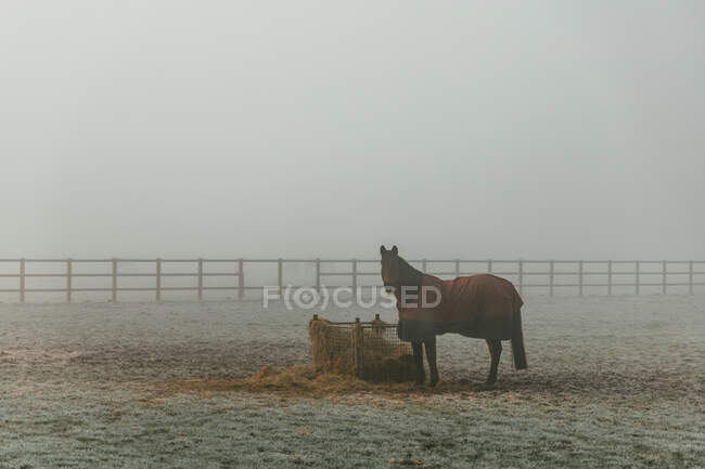 Лошадь, стоящая в туманном поле, Англия, uk — стоковое фото