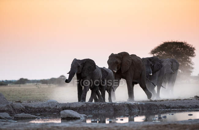 Troupeau d'éléphants par un trou d'eau, Nxai Pan, Botswana — Photo de stock