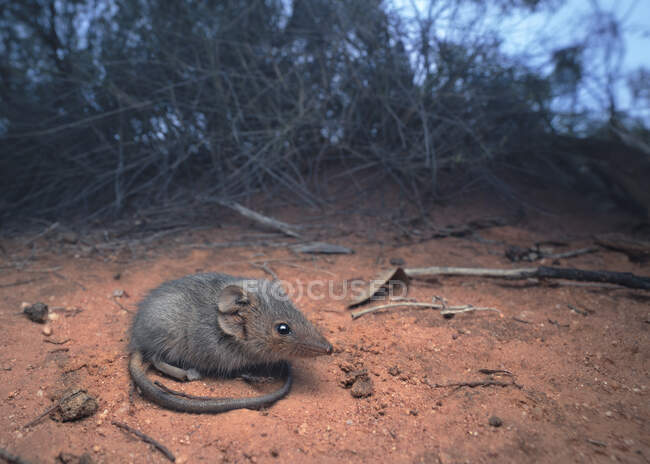 Ningaui meridional em habitat mallee ao entardecer, Austrália — Fotografia de Stock