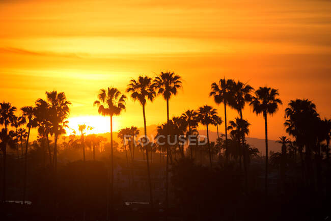 Silhouette di palme al tramonto, Contea di Orange, California, USA — Foto stock