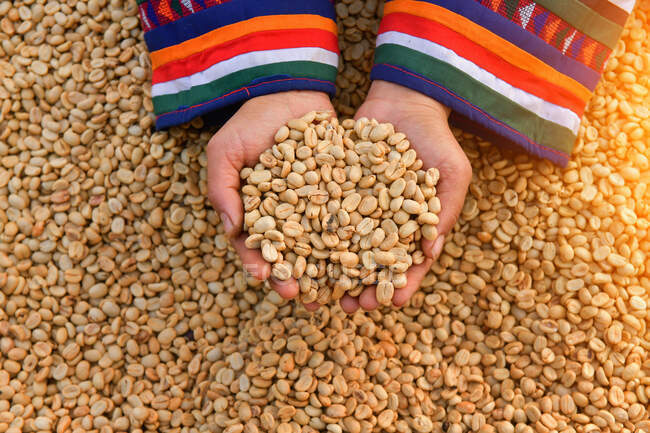 Mains de femme tenant des grains de café, Thaïlande — Photo de stock