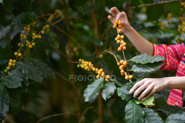 Agricultor cosechando bayas de café, Tailandia - foto de stock