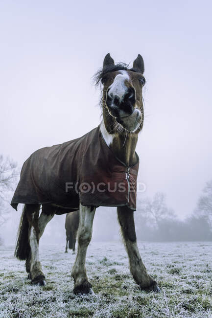 Pferd steht auf einem Feld im Schnee, Swallowfield, Berkshire, England, UK — Stockfoto