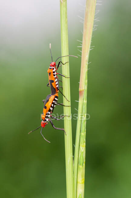 Primo piano di due insetti accoppiati, Indonesia — Foto stock