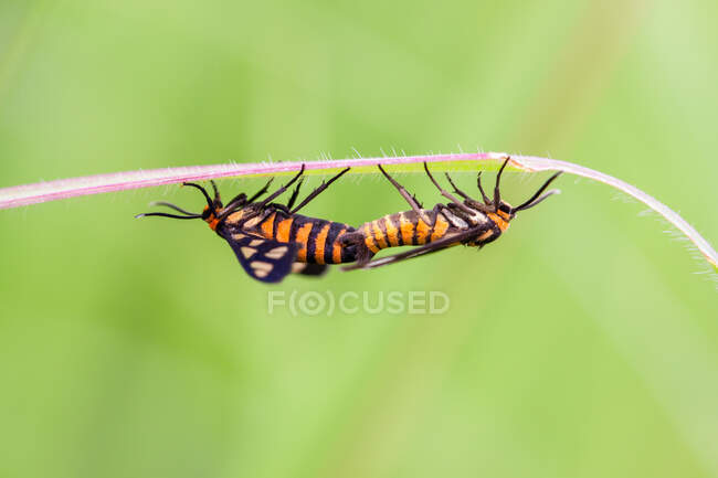 Close-up de dois insetos acasalamento, Indonésia — Fotografia de Stock