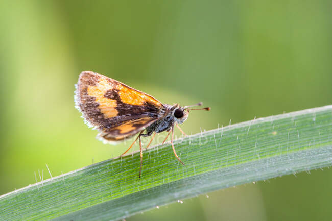 Close-up of a skipper butterfly on a leaf, Indonesia — Stock Photo