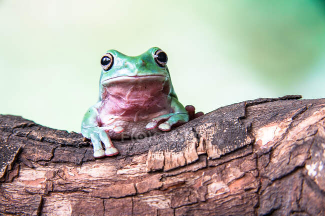 Close-up of a tree frog on a branch, Indonesia - foto de stock