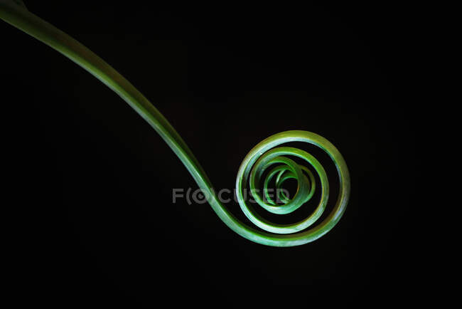 Розмір листочка папороті Green Spiral. — стокове фото