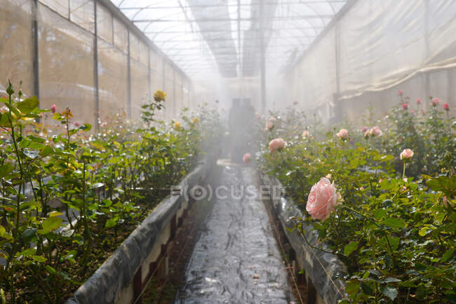 Rosas creciendo en un invernadero, Tailandia - foto de stock