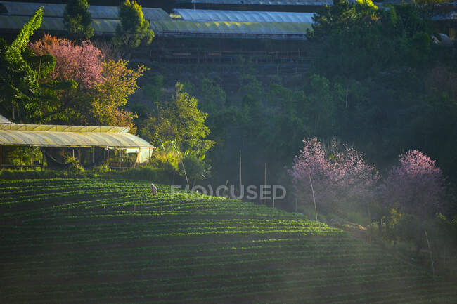 Erdbeerfarm bei Sonnenaufgang, Doi Ang Khang, Chiang Mai, Thailand — Stockfoto