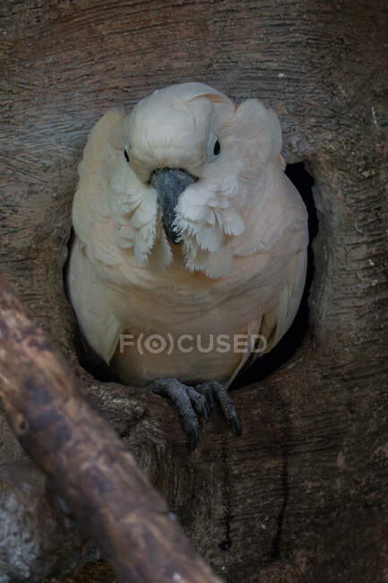 Portrait of a yellow-crested cockatoo, Indonesia — Stock Photo