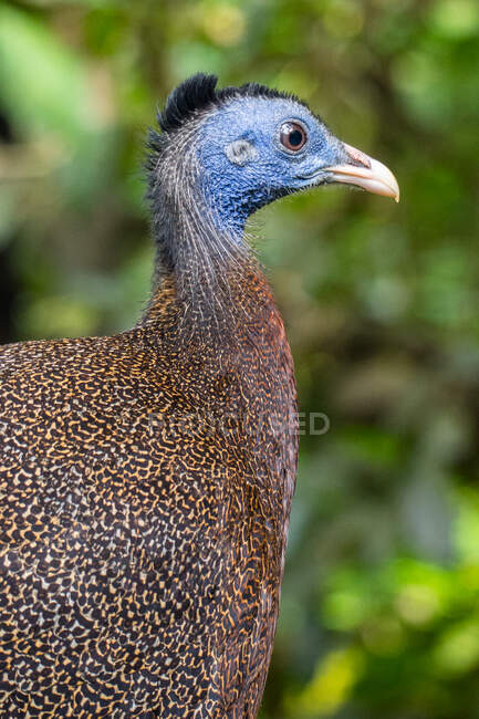 Portrait of a helmeted guineafowl, Indonesia — Stock Photo
