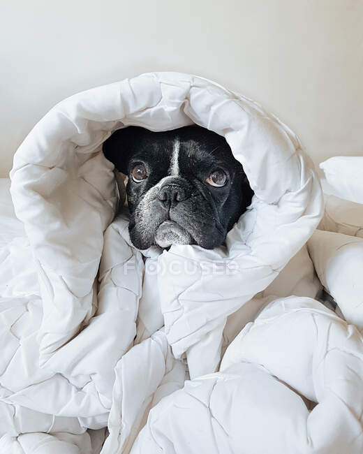 Französische Bulldogge in eine Bettdecke gewickelt — Stockfoto