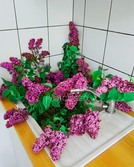 Freshly picked lilac flowers in a kitchen sink — Stock Photo