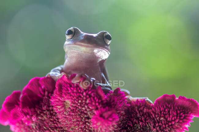 Portrait of a dumpy tree frog on a flower, Indonesia - foto de stock