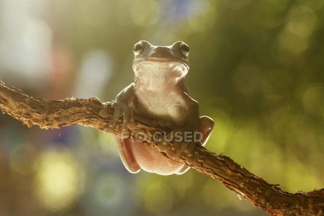 Primo piano di una rana albero cassonetto su un ramo, Indonesia — Foto stock