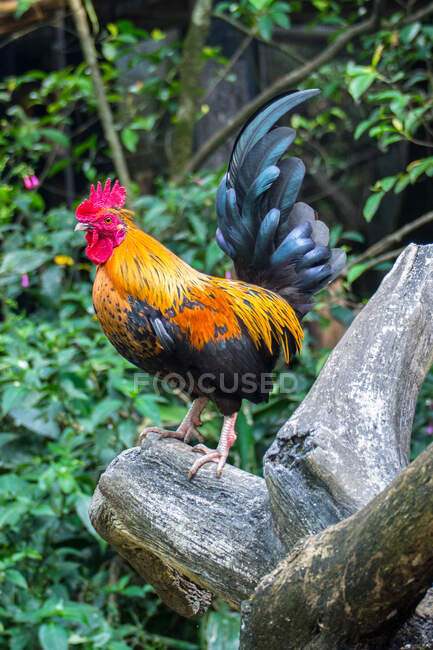 Portrait of a rooster, Indonesia — Stock Photo