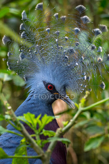 Retrato de un pájaro goura, Indonesia - foto de stock
