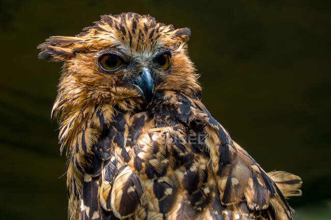 Portrait of an owl, Indonesia — Stock Photo