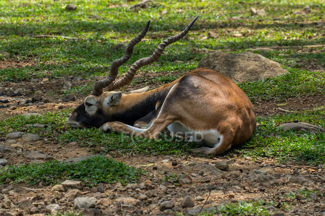 Portrait d'une antilope couchée sur le sol, Indonésie — Photo de stock