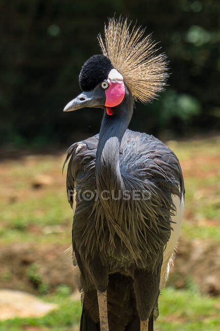 Portrait of a grey crowned crane, Indonesia — Stock Photo