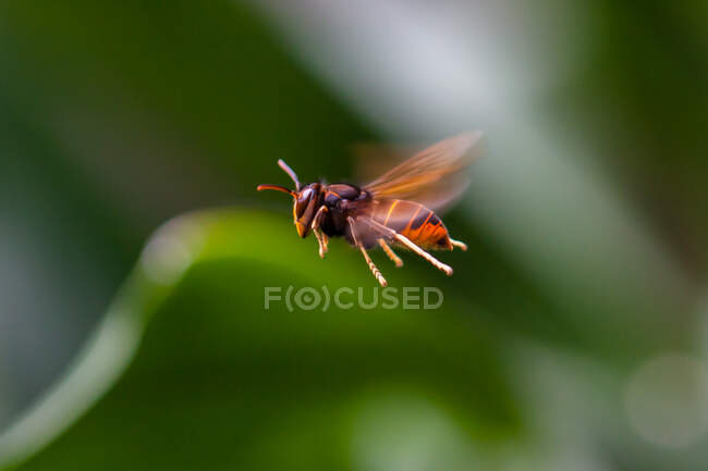 Close-up de uma vespa em voo, Indonésia — Fotografia de Stock
