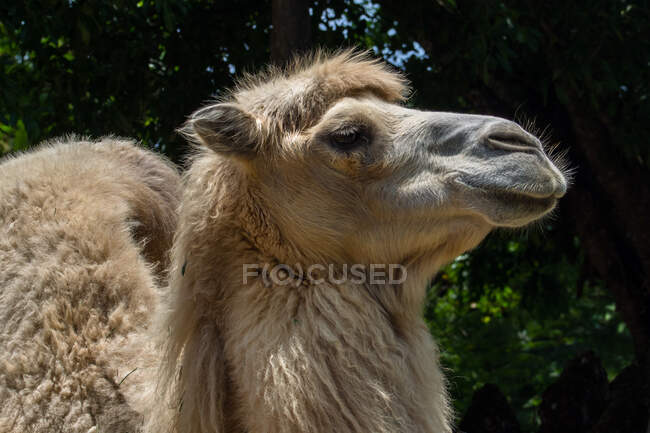 Retrato de un camello, Indonesia - foto de stock