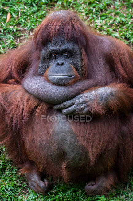 Retrato de um orangotango, Bornéu, Indonésia — Fotografia de Stock