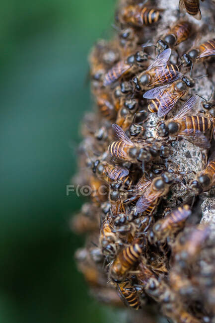Gros plan sur les abeilles domestiques, Indonésie — Photo de stock
