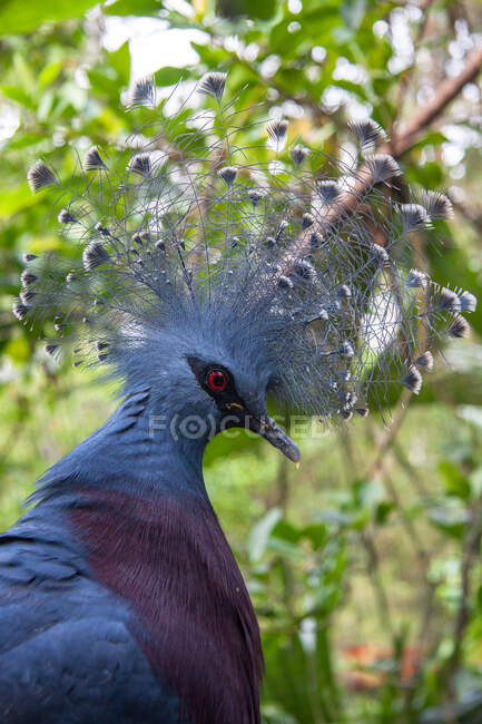 Ritratto di un uccello goura, Indonesia — Foto stock