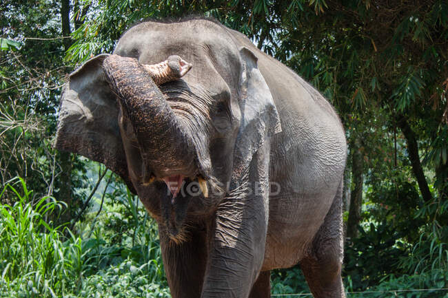 Porträt eines asiatischen Elefanten, Indonesien — Stockfoto