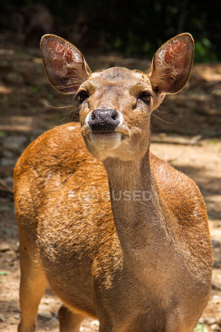 Ritratto di cervo femmina, Indonesia — Foto stock