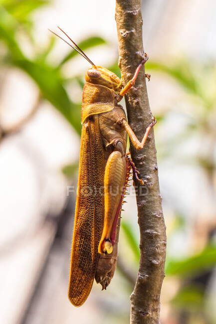 Primo piano di una cavalletta su un ramoscello, Indonesia — Foto stock