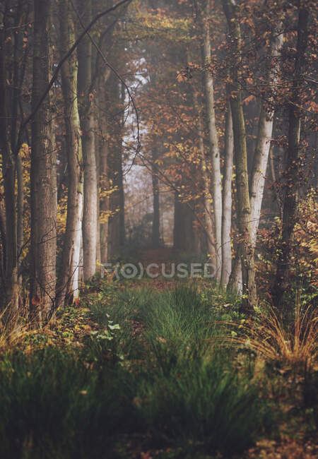 Fußweg durch herbstliche Waldlandschaft, Belgien — Stockfoto
