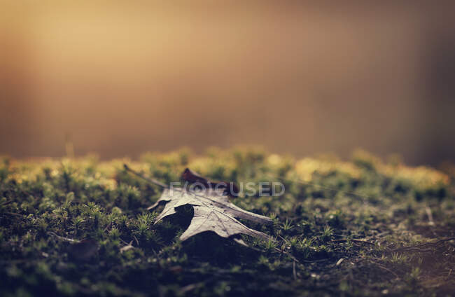 Autumn leaf on bed of moss at sunrise, Belgium — Stock Photo