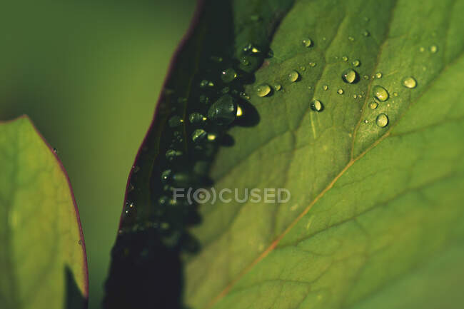 Close-up of water droplets on a leaf, Belgium - foto de stock