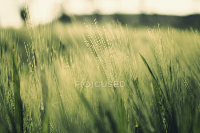 Gros plan d'un champ de blé au coucher du soleil, Belgique — Photo de stock