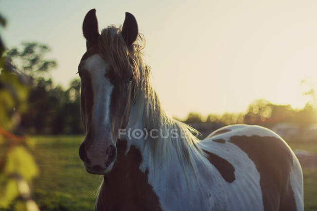 Кінь стоїть на луці на заході сонця (Бельгія). — стокове фото