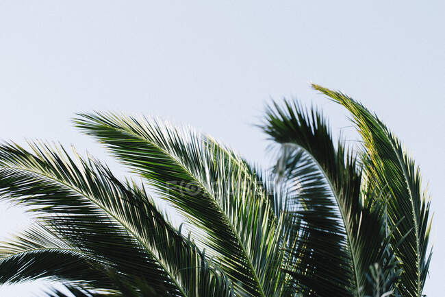 Feuilles de palmier soufflant dans le vent, La Palma, Îles Canaries, Espagne — Photo de stock