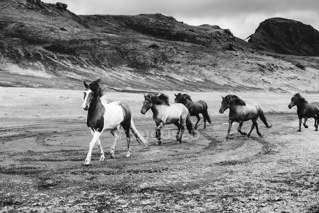 Wild Iceland horses, Southern Central Iceland, Islândia — Fotografia de Stock