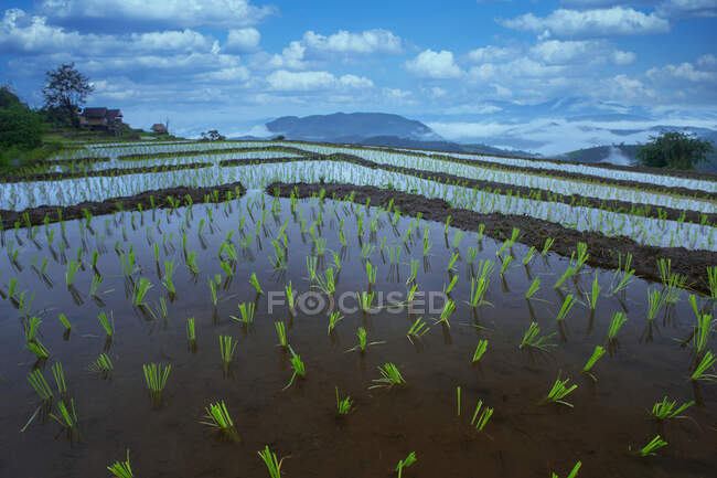 Campos de arroz bonitos.Campo de arroz com terraço em Chiangmai, Tailândia — Fotografia de Stock